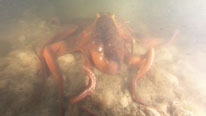 Maori octopus