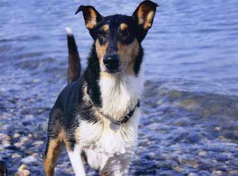 walter