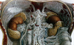 Drawing of kidneys