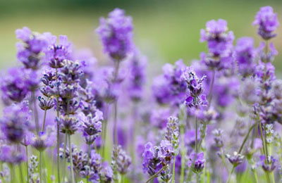 Lavender