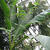 Musa basjoo