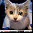 Gatinho no YouTube
