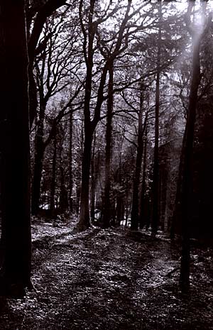 Rays of winter sunshine pouring through the forest roof