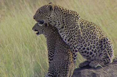 Leopard shadow and her mother Half-Tail Leopard Shadow and her mother, Half-tail