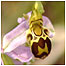 Murlough Bay (Image: Orchid)