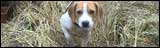 Jessica's puppy Harry.
