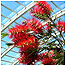 Parks Index (Image: Plant c/o National Botanic Garden of Wales)