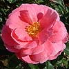 Rosa 'Indianna Mae'