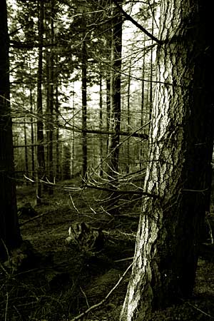 "Light and Bark"