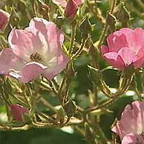 Rose 'Ballerina'