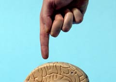 The Brain
