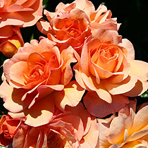 Rosa  'Summer Beauty'
