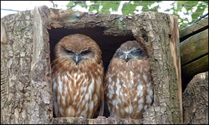 Owls