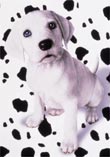 102 Dalmations
