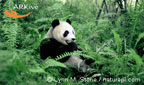 panda