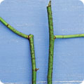 Pruned stem
