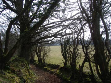 The path between the moor and Altarnun.