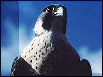 Bird of prey
