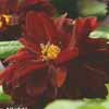 Dahlia 'Arabian Night'