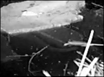 Ottercam View