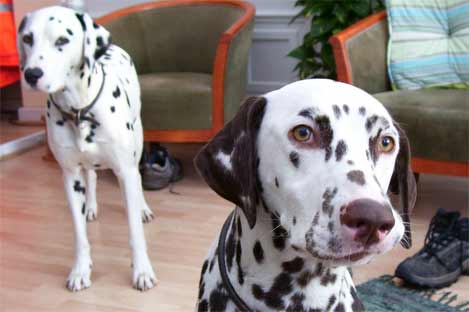 Molly and Murphy