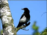 Magpie