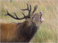 Galloway