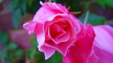 The rose