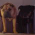 Two sad dogs, not wanting to go to bed.