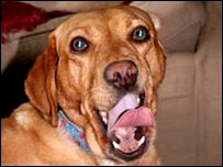 Cão