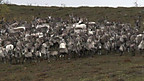 Bugeiliaid Ceirw 