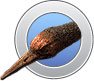 Hesperornis