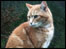 Picture of a cat
