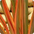 Plant with sword-like leaves