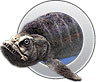 Xiphactinus