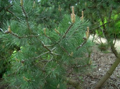 Branch Of A Tree