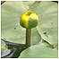 Least Water Lily
