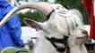 Day 3 - Regimental goat
