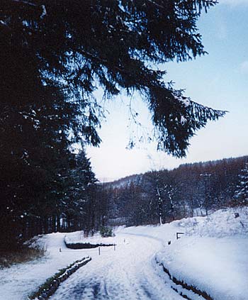 Photo showing Freezing firs under a leaden sky