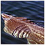 Basking Shark c/o Hebridean Whale and Dolphin Trust and Rob Pickering