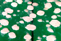wax beads