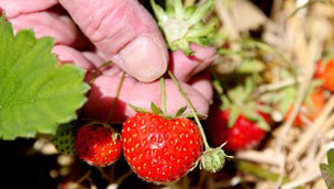 Picking strawberries