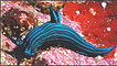 lesmas do mar ou nudibrânquios (Foto: Universidade de Southampton)