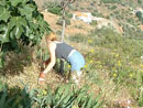 clearing the garden