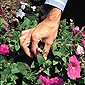 Deadheading