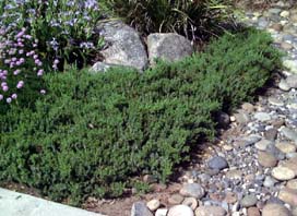Juniperus conferta