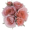 Rosa 'Flower Power'