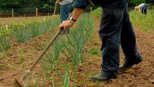 Man raking in garden