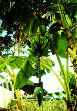 Bananas