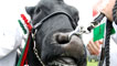 Day 2 - A happy cow from the British Blue team - Winner of the Beef Team of Five.